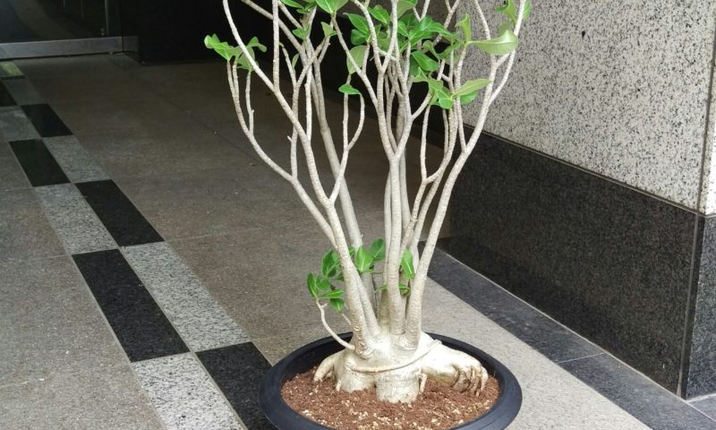 アデニウムアラビカム コーデックス 塊根植物