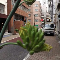 アガベ開花はじまりました。