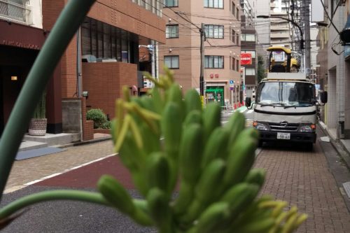 アガベ開花はじまりました。