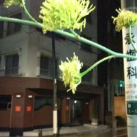 アガベの花