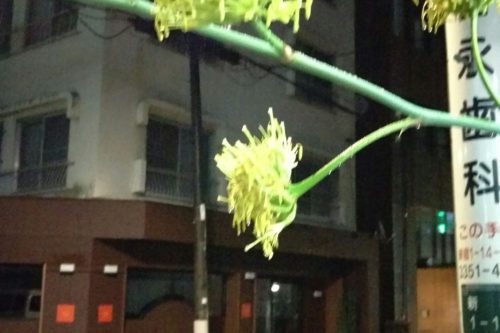 アガベの花
