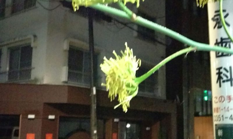 アガベの花